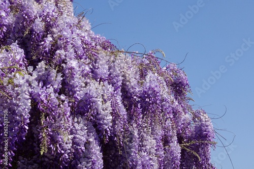 La glycine photo