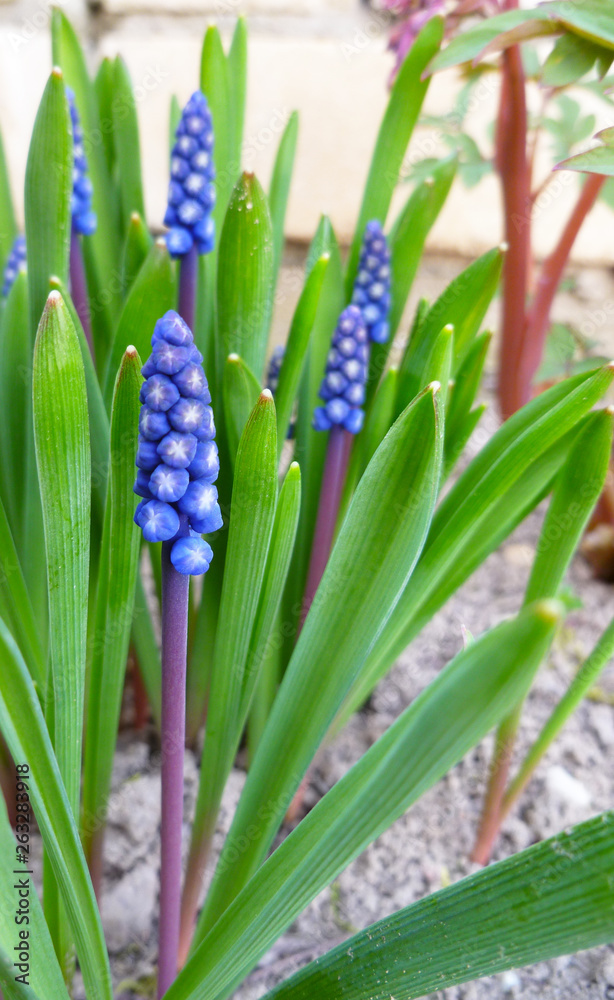 Fototapeta premium Blue Muscari wildflower. Spring plant Muscari armeniacum. Flowers of Grape Hyacinths with green leaves. Muscari flower closed up with selective focus.