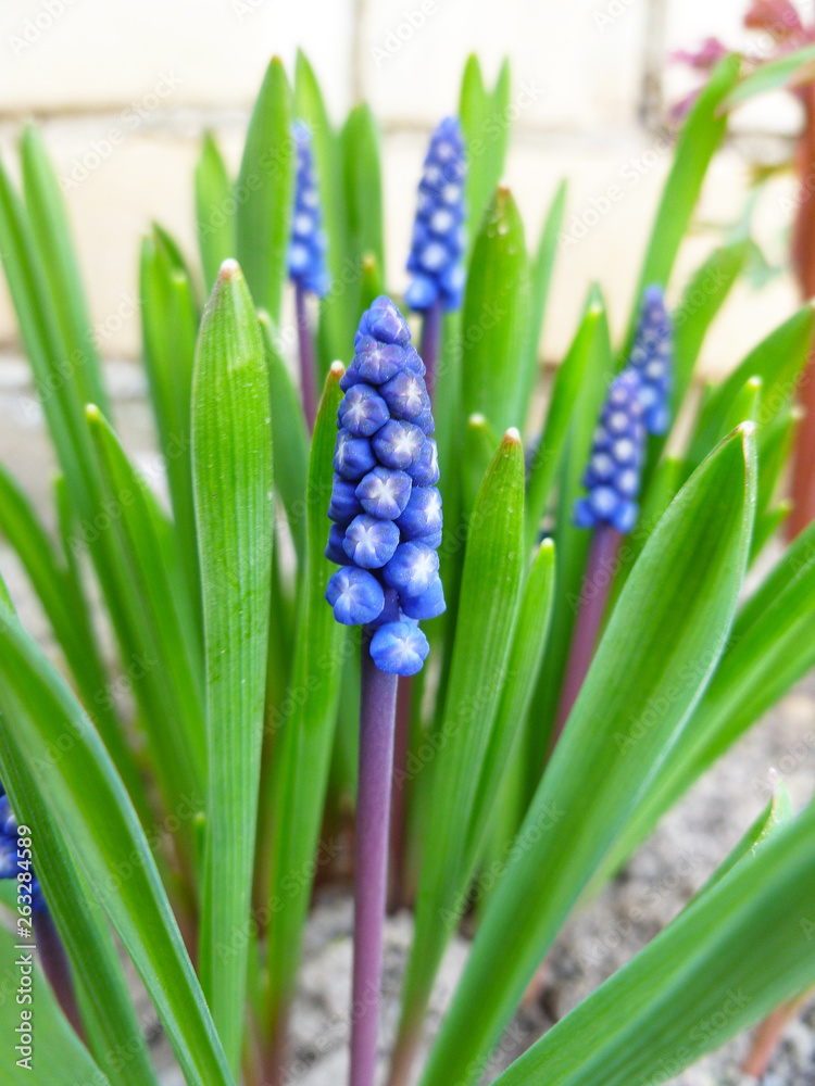 Fototapeta premium Blue Muscari wildflower. Spring plant Muscari armeniacum. Flowers of Grape Hyacinths with green leaves. Muscari flower closed up with selective focus.