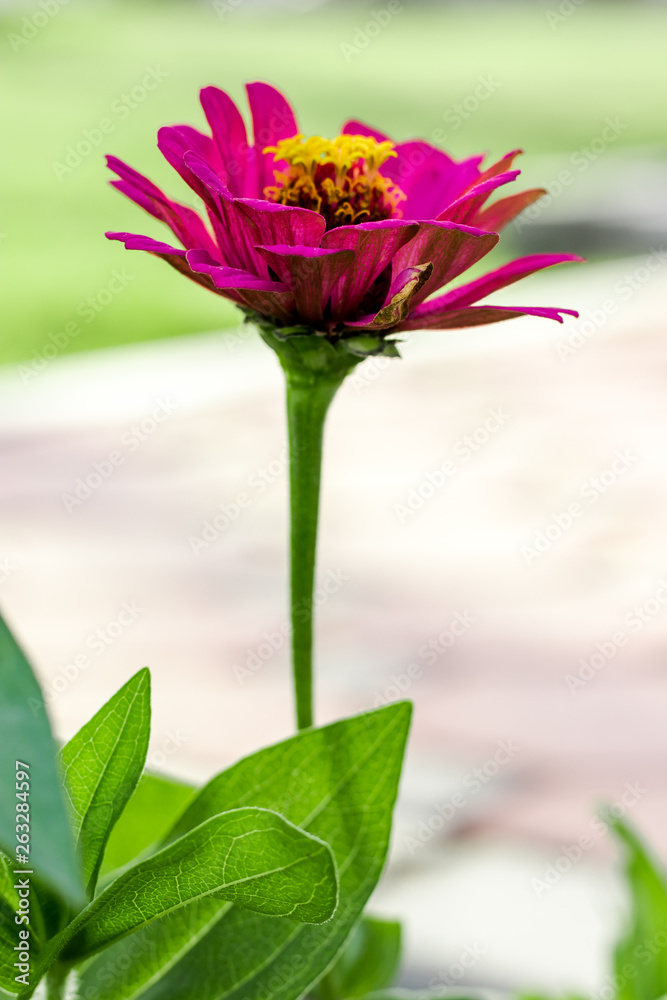 Pink Natural View of flower