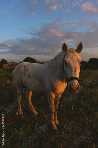 cavallo bianco tramonto fattoria