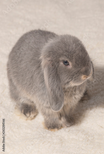Cute gray rabbit on light background