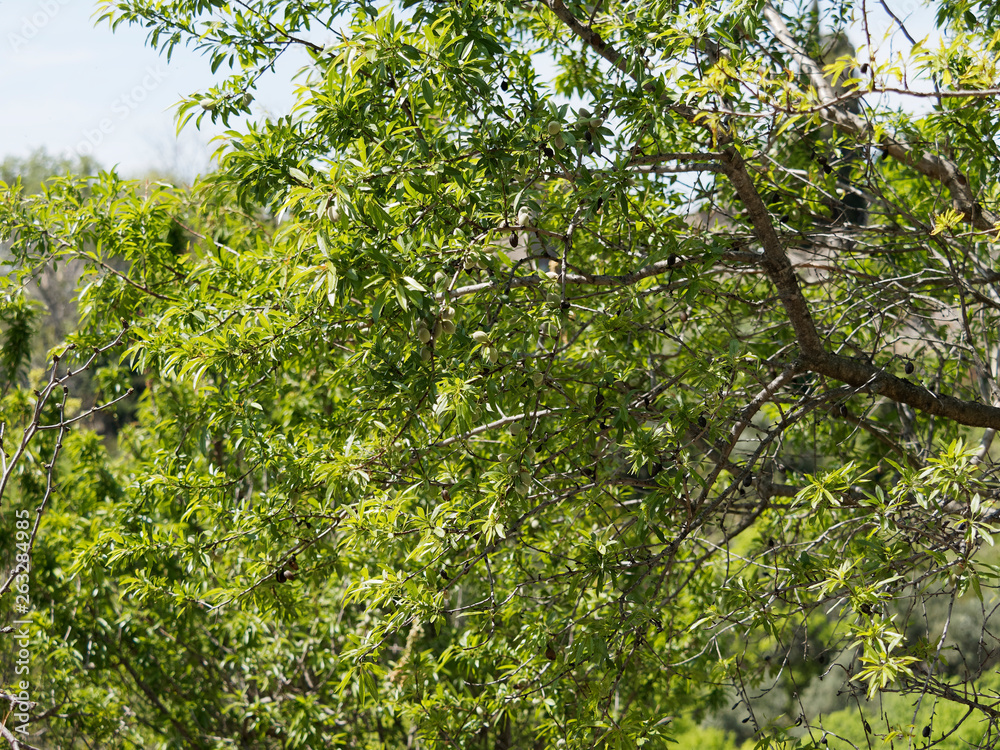 Amandier provençal (Prunus dulcis) 