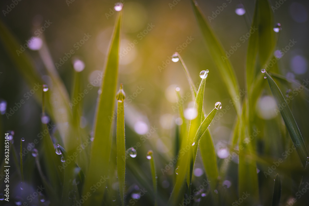 Fototapeta premium Tautropfen auf Gras
