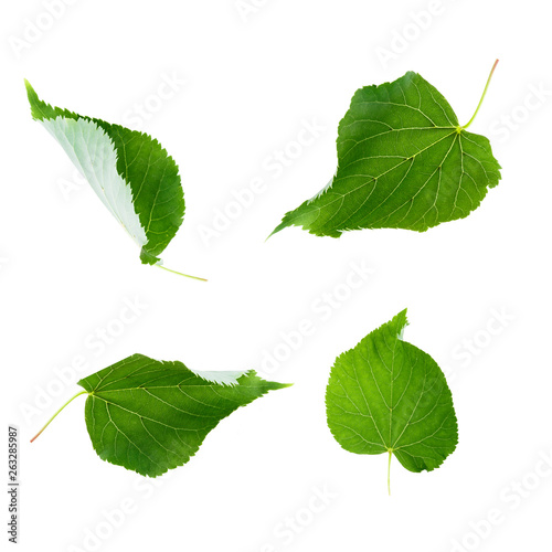 linden leaves set