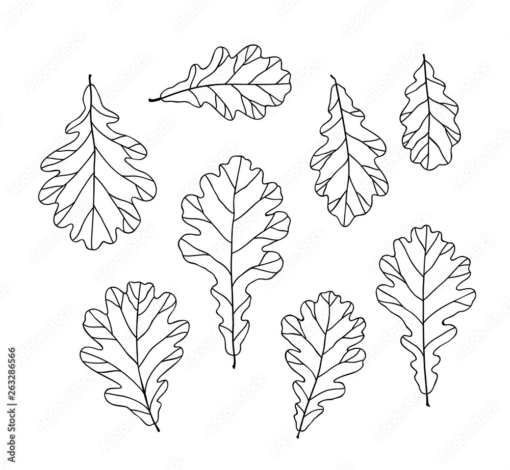 Set of black and white vector oak leaves. Contour drawing Set of black and white vector oak leaves. Contour drawing