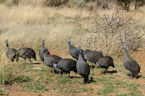 Pintade de Numidie,.Helmeted Guineafowl,.Numida meleagris coronata photo