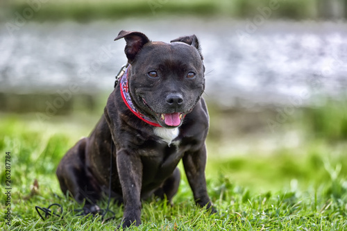 English staffordshire bull terrier photo