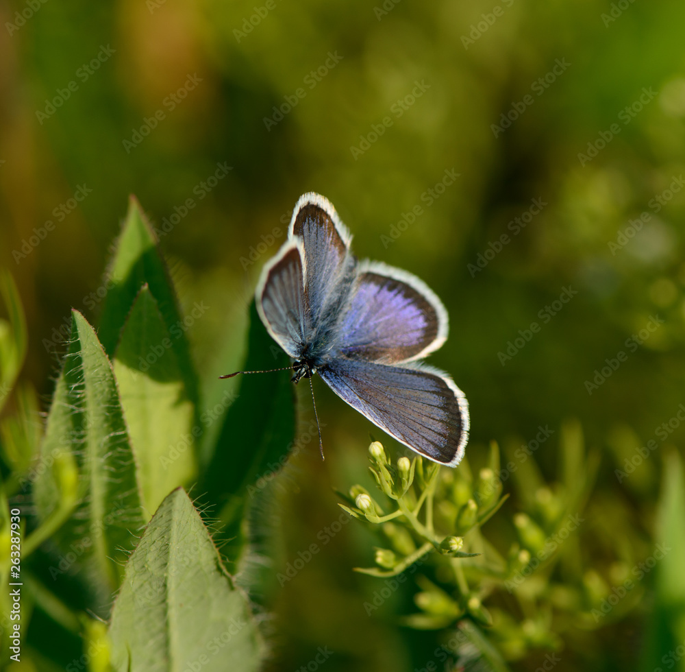 Fototapeta premium butterfly sits on a flower in the grass.