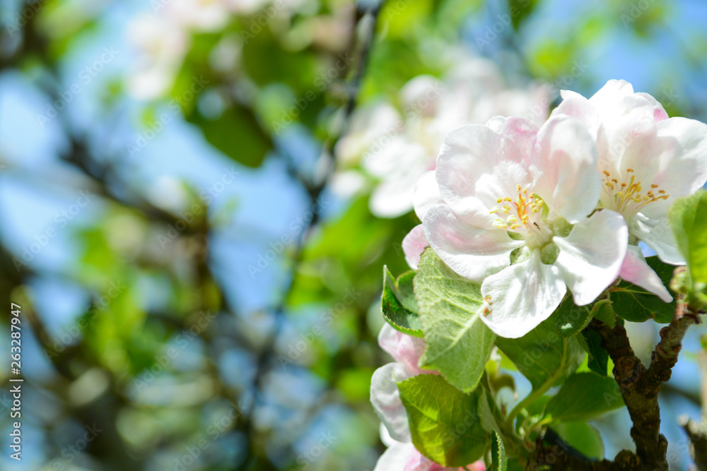 Fototapeta premium Beautiful new growth of blossom on apple tree