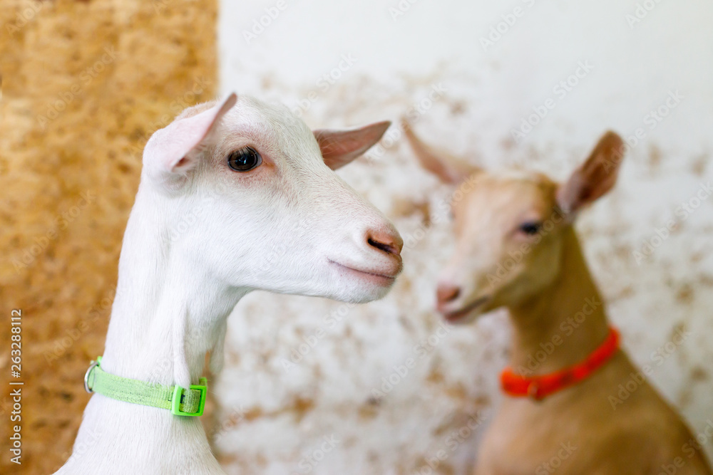 Obraz premium couple of cute young goats on a farm