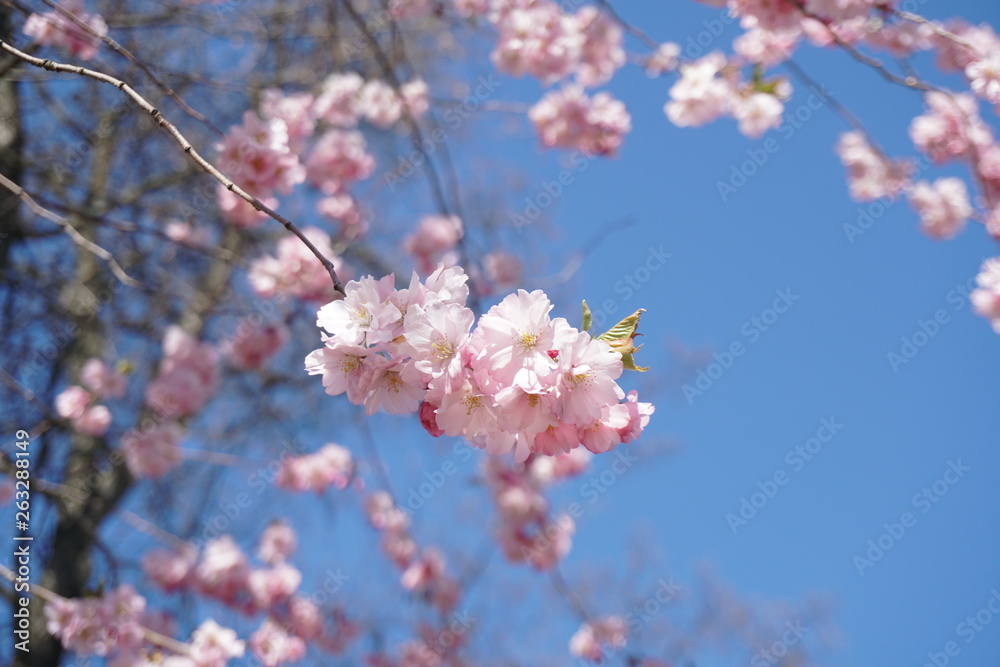 cherry blossom in spring