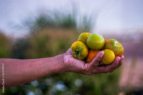 A man Hold Fresh tomatoes in his Hand 
