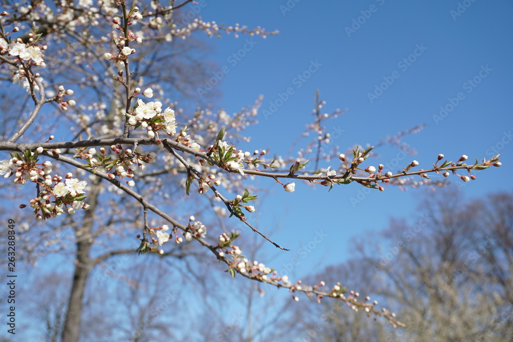branch of a tree in spring