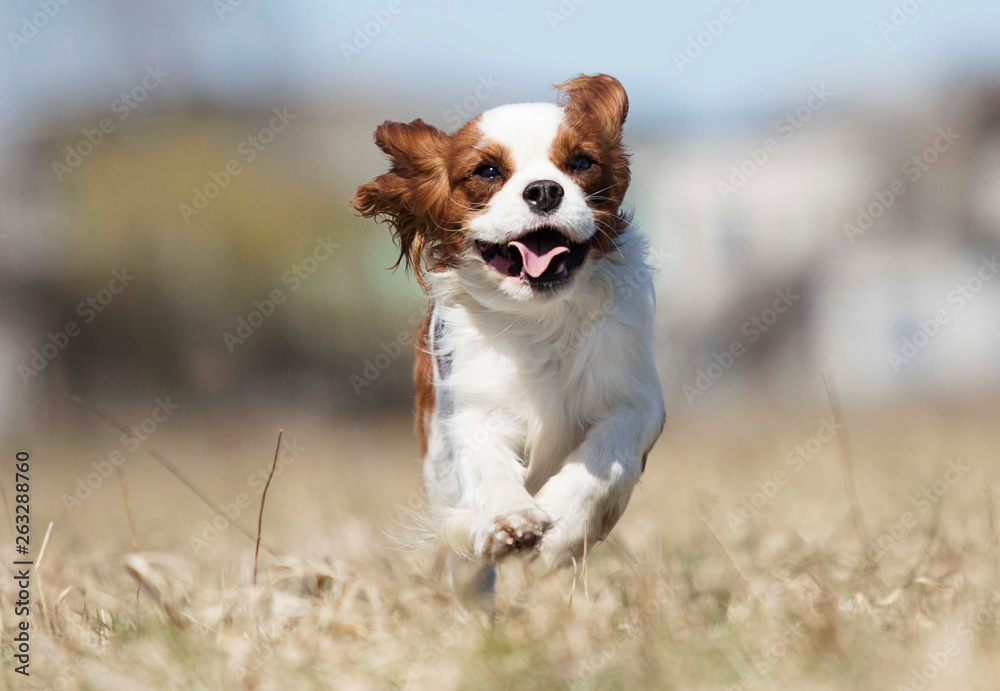 Fototapeta premium active dog breed spaniel runs