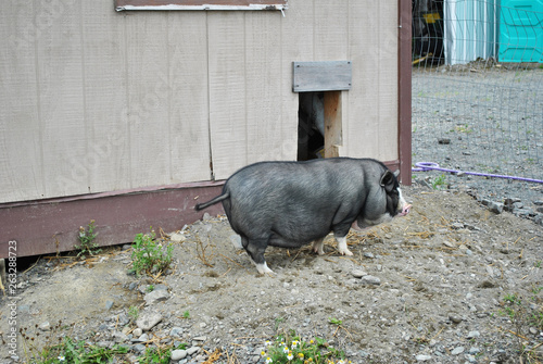 Young Black Barn Yard Pig With Shelter Building