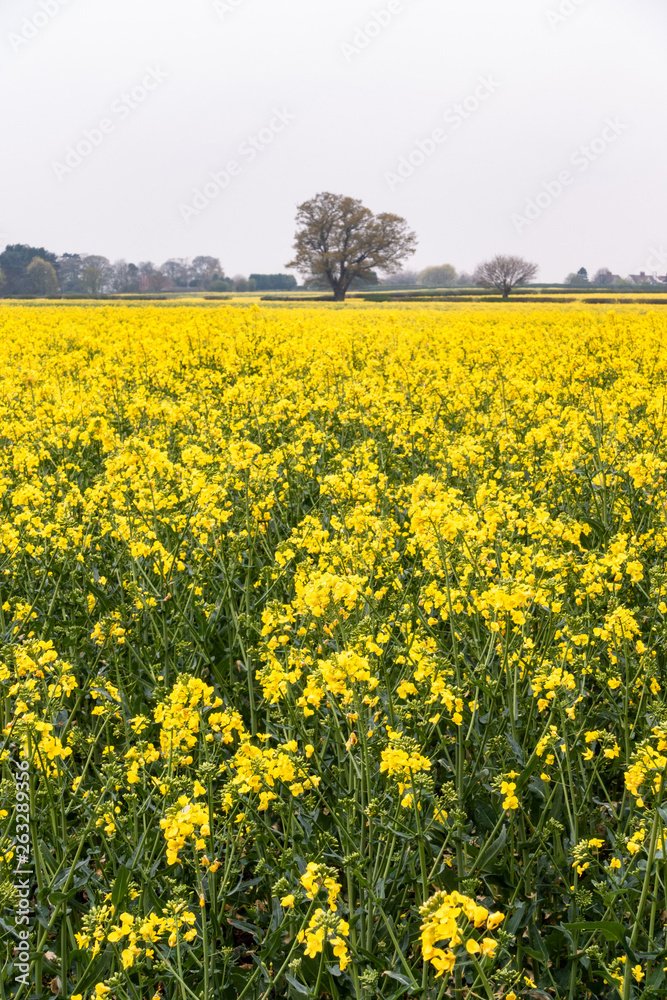 A view across a field full or rapeseed in bloom, A view across a field full or rapeseed in bloom,