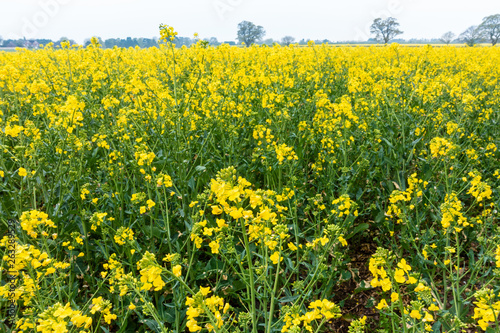 A view across a field full or rapeseed in bloom, © Matthew Ashmore