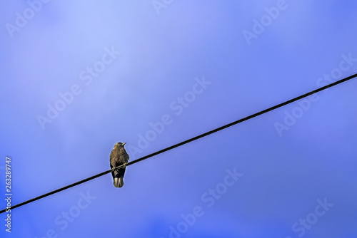 Starling sits on an electric wire against a cloudy sky.