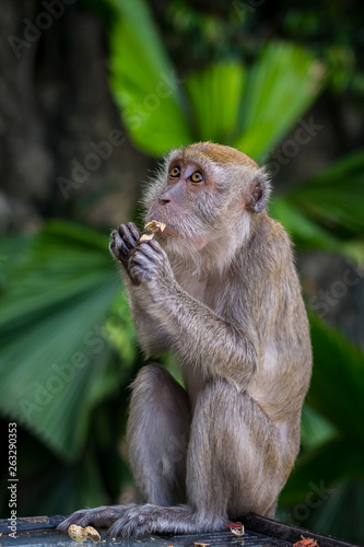 Mono comiendo © damian