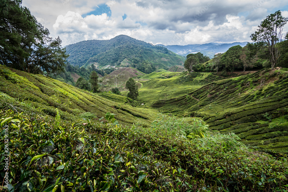 Plantación de té