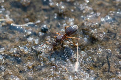 Brown ant runs along the sand, close up