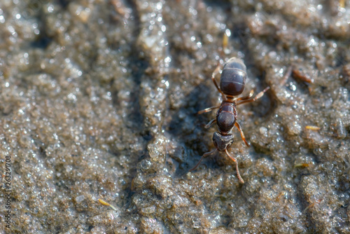 Brown ant runs along the sand, close up