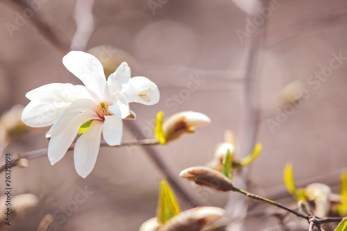 dissolving magnolia flowers in the trees in the garden