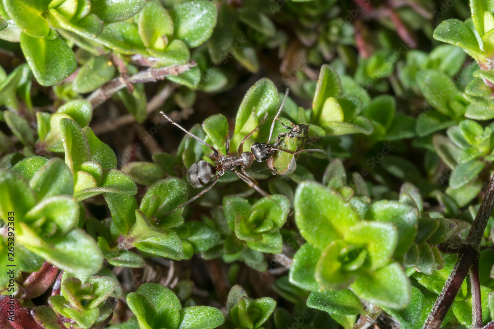 Garden ant carries a green cicada through a field of thyme Garden ant carries a green cicada through a field of thyme