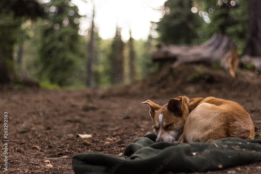 Naklejka premium Dog Sleeps at her Campsite on a blanket