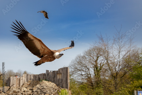 Vautour