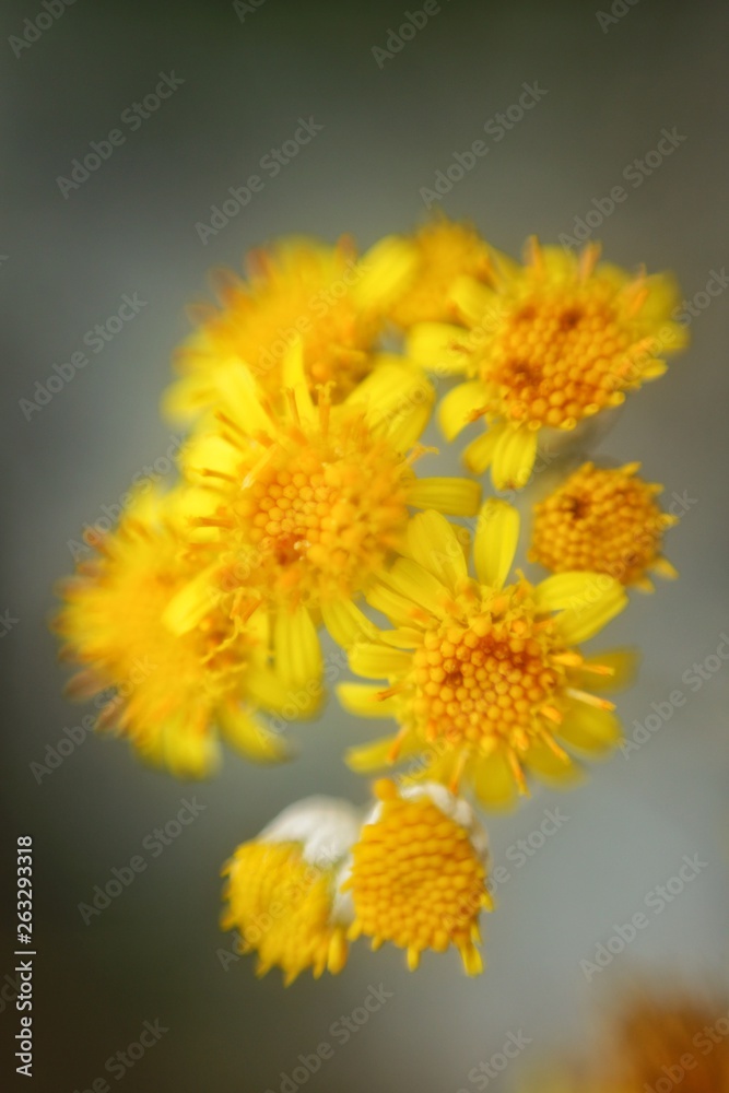 Fototapeta premium yellow flowers on a background