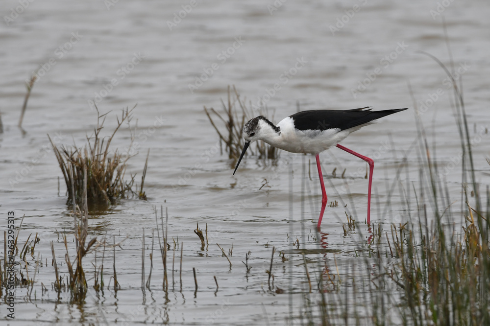 Black winged stilt Black winged stilt