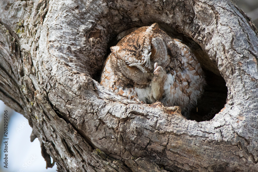 eastern screech owl or eastern screech-owl (Megascops asio)