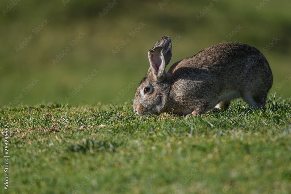 Fototapeta premium Osterhase