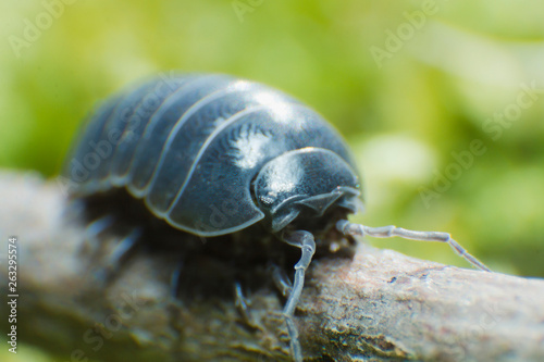 Pill Bug Armadillidium vulgare crawl on moss green background front view photo