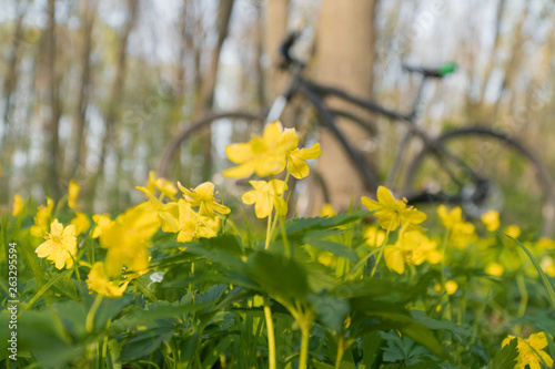 bike in the Woods among the flowers.-yellow flowers.