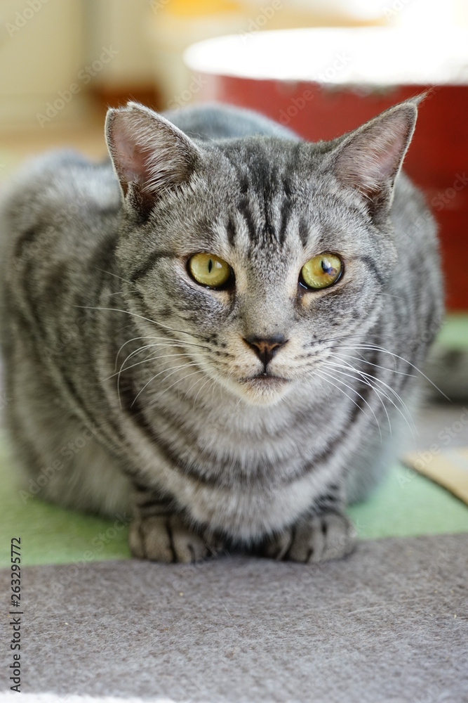 Obraz premium サバトラ猫