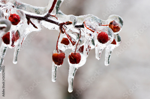 Freezing rain, thick layer of glaze ice on trees branches in Montreal, Canada, 10 April 2019