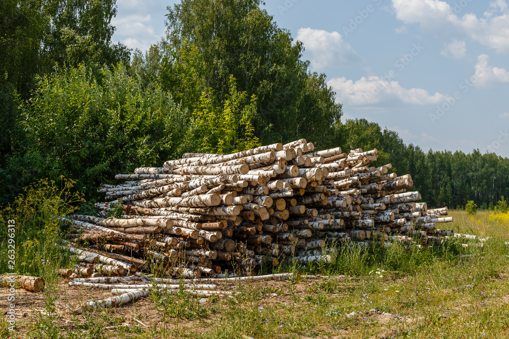 Bunch of logs stacked up, Stack of cut trees near the forest