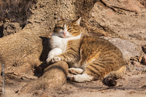 Photography A cute cat lies on the roots at the base of a powerful tree under the rays of the sun