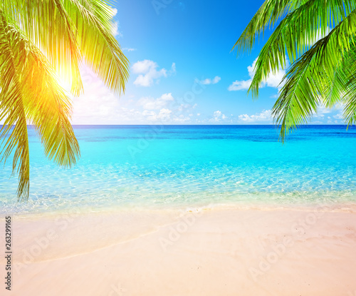 Coconut palm trees and blue sky and sea