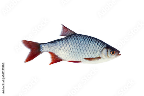 redeye (Scardinius erythrophthalmus) isolated photo