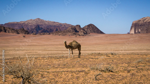 Kamel in der Wüste Jordaniens
