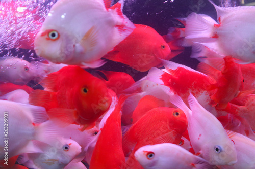 Beautiful red and white color fish in the water 