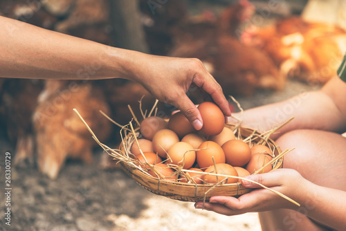 Canvas Print Farmer are helping to collect fresh egg products Put on a bamboo basket which has a hay foundation with blurred soft of many hens lying on the ground, to chicken farmer concept