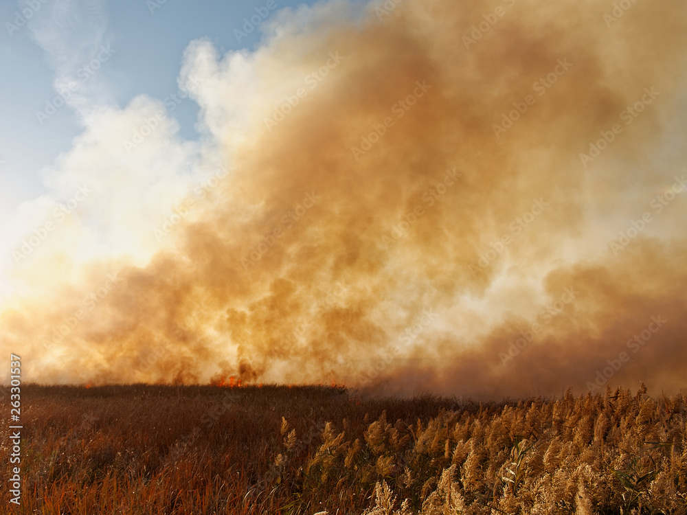 Fototapeta premium Very strong fire and smoke. Natural disaster.