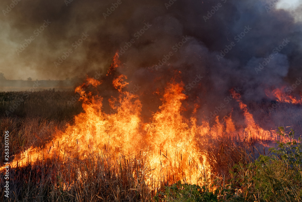 Strong fire in the swamp. Burning reed in the swamp. Natural disaster caused by man.