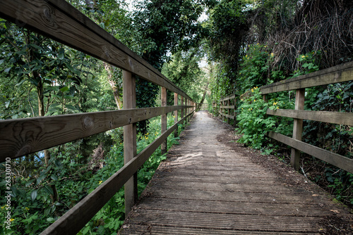 walking through nature on a wooden path