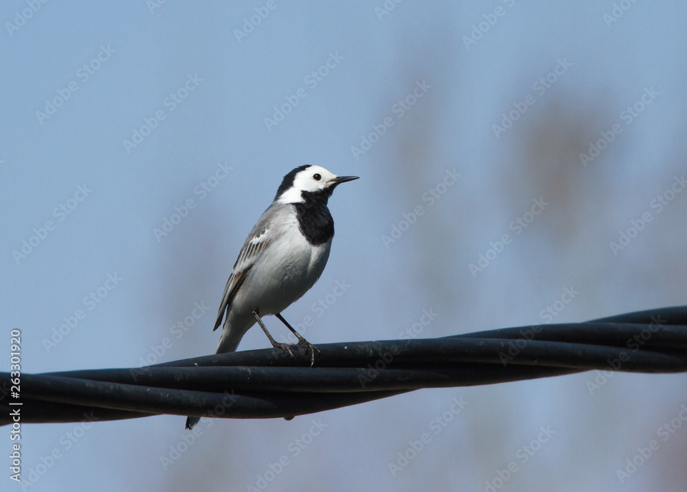White wagtail (Motacilla alba) sitting on the power line White wagtail (Motacilla alba) sitting on the power line